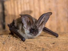 Greensboro Bat Removal